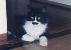  A cat that looks like Groucho 